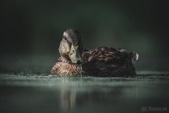 Fujifilm X-H2S + objektívy - 10