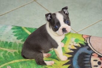 bostonský teriér s PP - modrý pejsek+ modrá holčička - 10