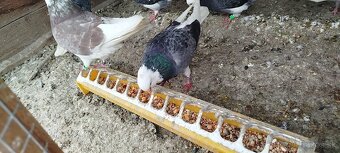 Birminghamske Kotrmeliaky - 10