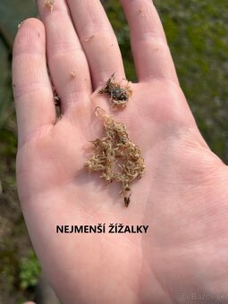 Kalifornské a Hnojné Dážďovky - 10