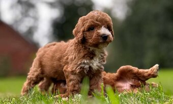 Maltipoo Cavapoo GoldenDoodle - 10