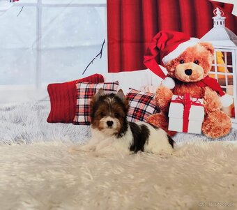 Yorkshire teriér, Biewer, Biro, Yorkshire teriér s PP - 10