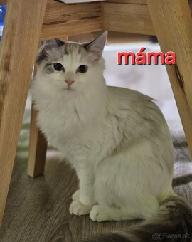 Ragdoll holčička blue bicolor k REZERVACI - 10