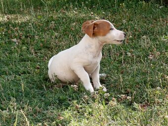 Jack russel teriér - 10