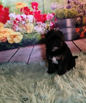 Yorkshire terrier - 10