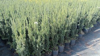 Tis, Taxus, červienka tuja-Nitra a okolie - 10