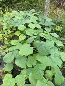 Paulownia Tomentosa rýchlorastúci strom - 10