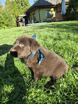 Šteniatka labrador a hnedá suka IHNEĎ - 10