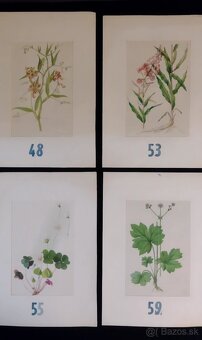 obrázky rastlín - 10