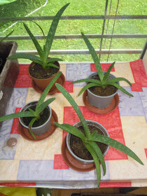 Aloe vera - rastlina v kvetináči, zemina s mykorízou - 10
