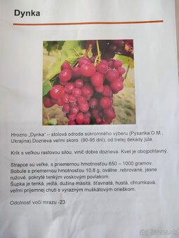 Predám sadenice viniča - 10