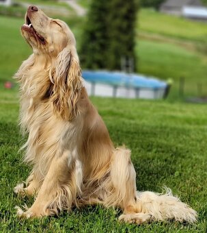 Anglický kokeršpaniel s rodokmeňom PL - 10