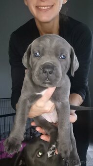 Cane Corso štěňátka s PP - narozená 23.9.2025 - 10