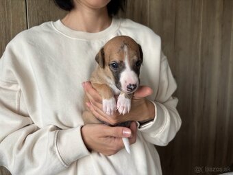 Šteniatka Vipet / Whippet - 10