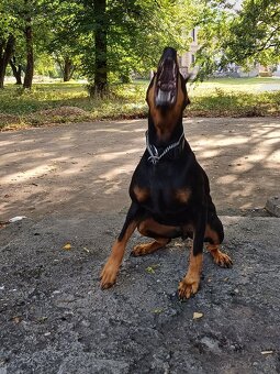 Prijmem rezervácie  na steniatka doberman - 10