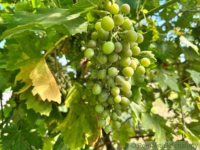 Ovocný sad s vinohradom v chatovej oblasti vo Svätom Petr - 10