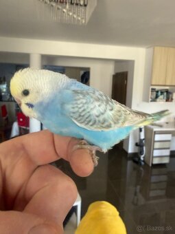 Andulka Maznačik - 10