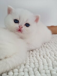 Britské point mačiatka s modrými očami - 10