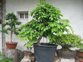 bonsai,bonsaj-hrab 10 - 10
