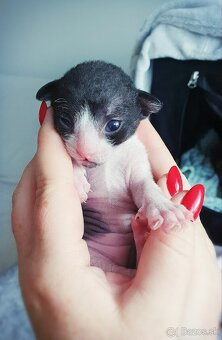 Cornish rex s PP - 10