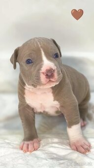 Štěňátka American Bully XL - registrace ABKC  (Jihlava CZ) - 10