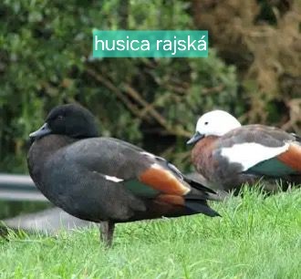 OKRASNÉ KAČICE - AKTUÁLNY ZOZNAM - 10