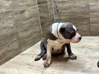 American Bully XL - 10