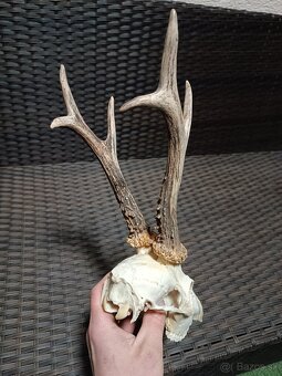 Parohy, zhody, trofeje, srnce - 10