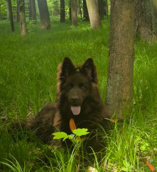 Nemecký ovčiak bez PP šteniatka - 10