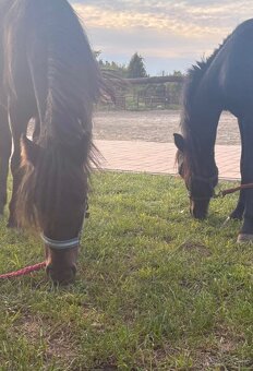 Poniky napredaj - 10