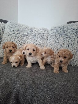 Maltipoo - 10