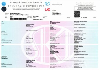 Nemecký boxer- psík s PP - 10