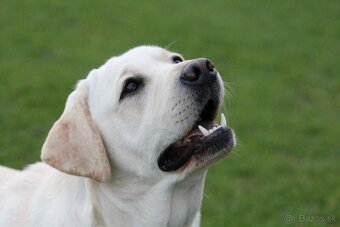 Labrador retriever  s rodokmeňom pôvodu - 10