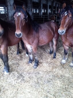 Predám 7 ťažnych zrebcov - 10