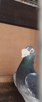 Staropolské holuby - 10