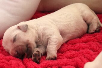 Zlatý retriever/ Golden retriever - 10