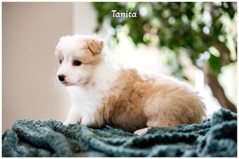 Border Collie Border Kolia s PP FCI barva ee red - 10