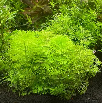 krevetky + rastlinky - 10