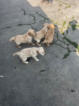 Zlatý Retriever - 10