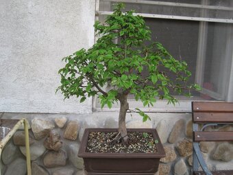 bonsai,bonsaj-hrab 6 - 10