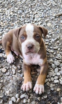 American Bully - 10