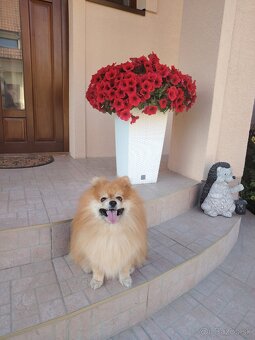 Ponúkam pomeriana na krytie - 10