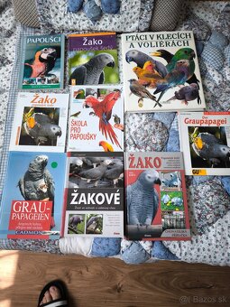 Žako papagáj šedý - 10