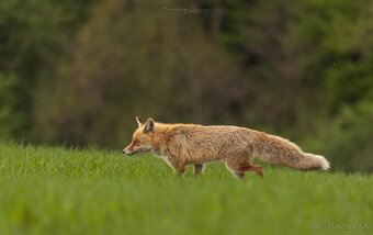 sigma 150-600 sport - 10