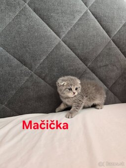 Škótske mačiatka - 10