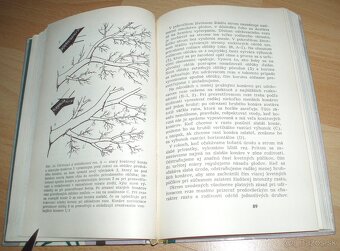 Rez a tvarovanie ovocných drevín - 10