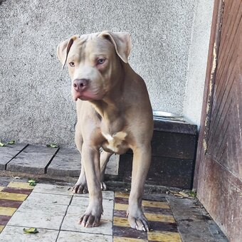 Americký pitbulterier pitbul pitbull silver lilac rare Topp - 10