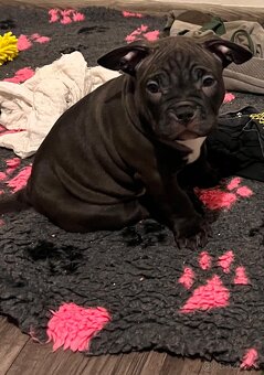 🐾 American Bully Pocket – štěňata na prodej 🐾 - 10