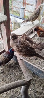 Bažant poľovný - 10