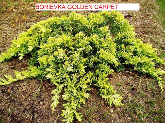 Predám ihličnany, trvalky za super ceny - 10